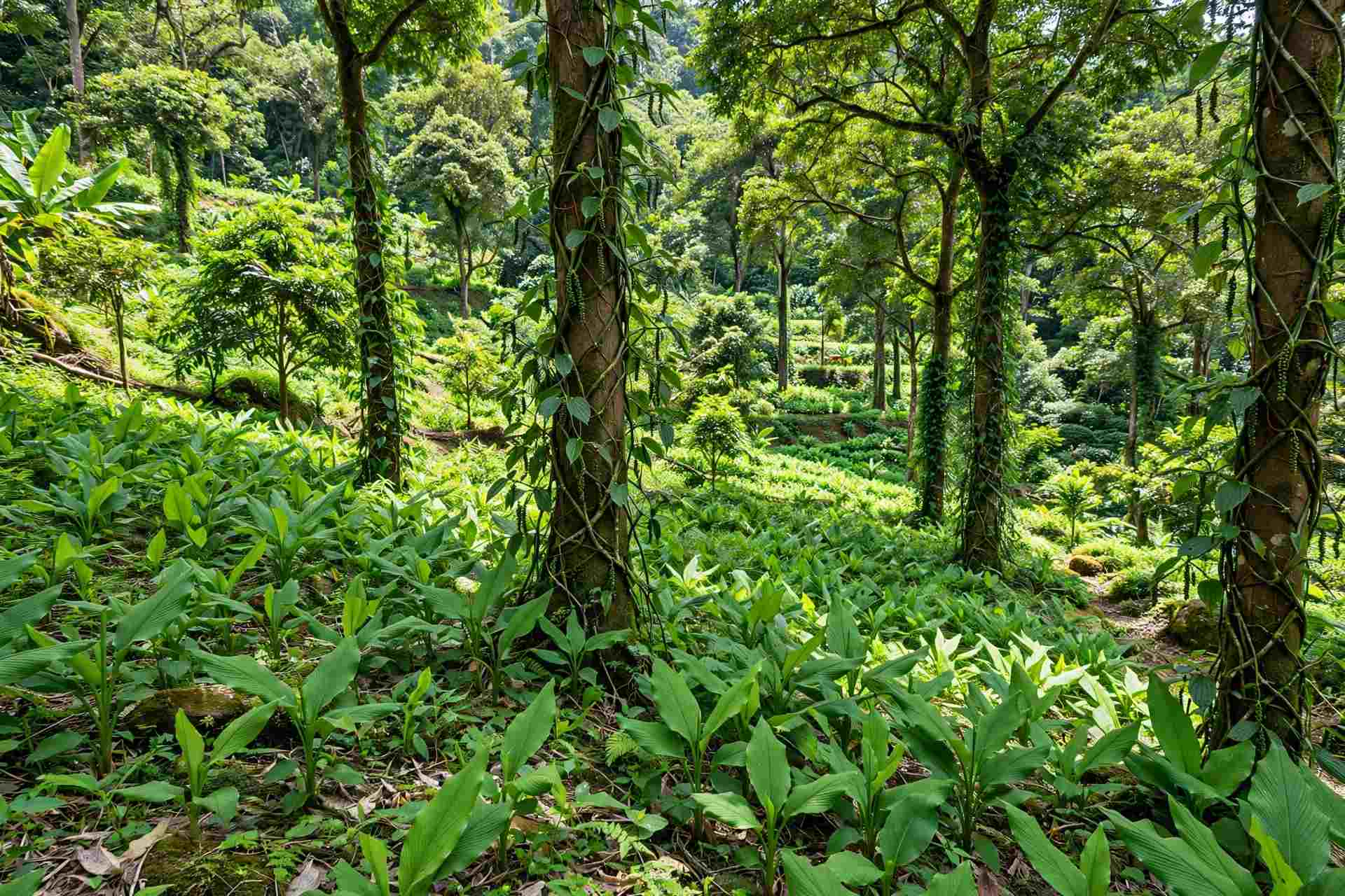 Multi-tiered agroforestry farm cultivating organic turmeric and black pepper vines under canopy shade.